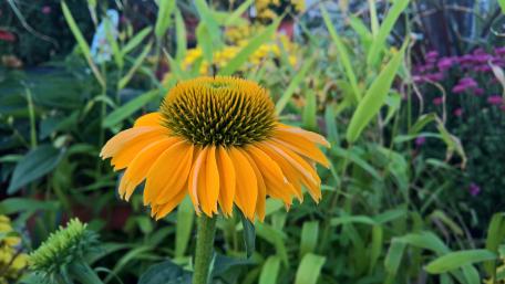 Yellow Cone Flower wallpaper