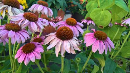 Pink Cone Flower wallpaper