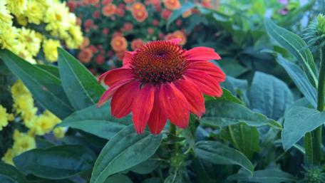 Red Coneflower wallpaper