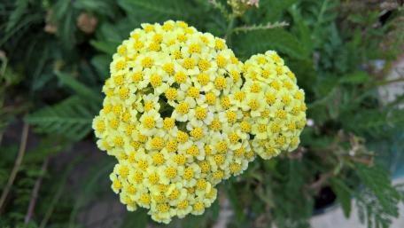 Vibrant Yellow Flower Close-Up Artistry wallpaper