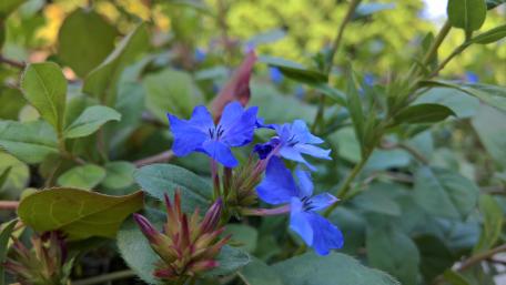 Vibrant Blue Flowers in Bloom wallpaper