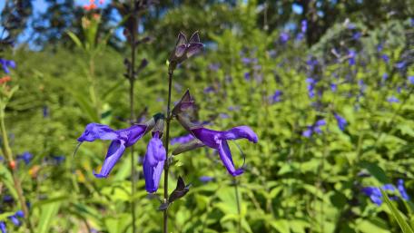 Blue Common Sage Flowers wallpaper