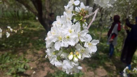 Blossoming Beauty of Neyshabur Flowers wallpaper