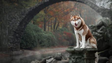 Siberian Husky wallpaper