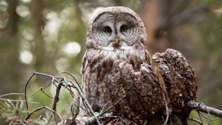 Owl Perched on a Branch in Nature's Embrace wallpaper