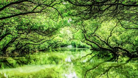 Taijiang National Park - Sicao Green Tunnel wallpaper