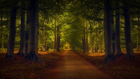 Evergreen forest pathway wallpaper