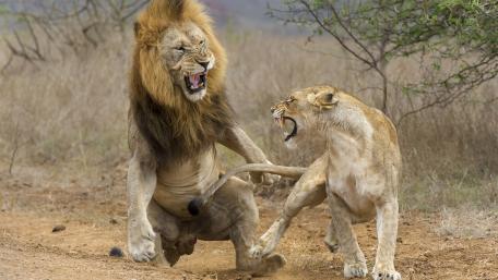 Lion fight wallpaper