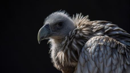 Majestic Vulture in Detail wallpaper