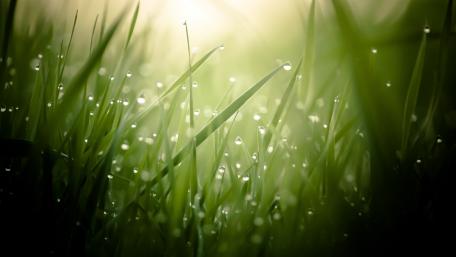 Morning Dew on Fresh Grass wallpaper