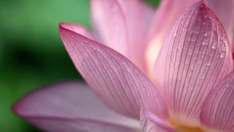 Delicate Beauty of the Sacred Lotus Flower wallpaper