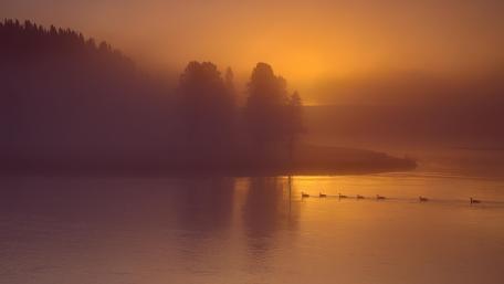A stream in the fog wallpaper