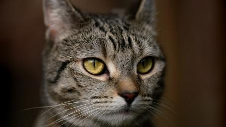 Captivating Close-Up of a Domestic Cat wallpaper