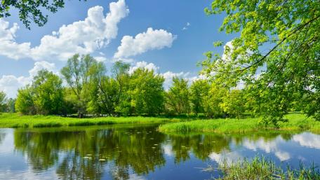 Tranquil Springtime Reflections in Nature's Wetland wallpaper