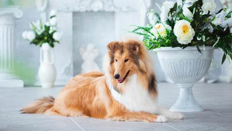 Rough Collie wallpaper