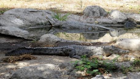 Majestic Crocodiles in Their Habitat wallpaper