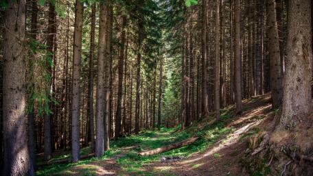Evergreen forest path wallpaper