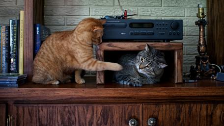 Playful Cats on a Wooden Shelf Scene wallpaper