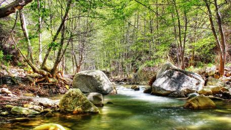 Spring forest creek wallpaper