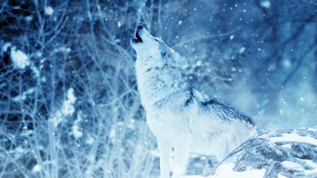 A howling wolf in the snowfall wallpaper
