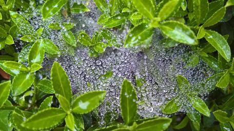 Spider web and rain drops wallpaper