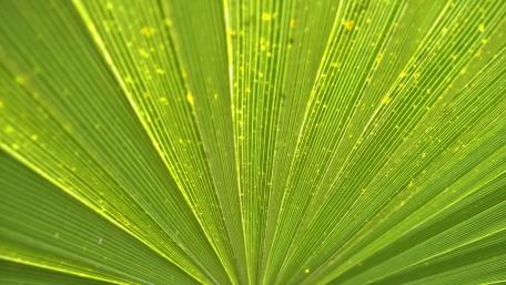 Leaf wallpaper