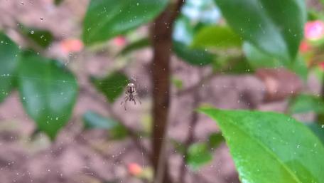 A spider wallpaper