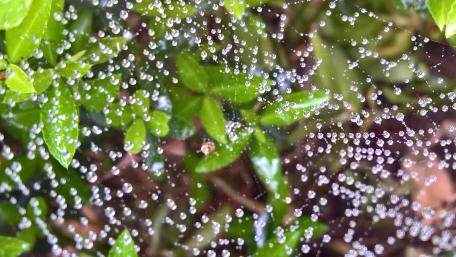 Beautiful spider web wallpaper
