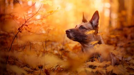 Belgian Shepherd dog in the fall forest wallpaper