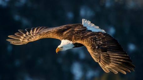 Flying Bald Eagle wallpaper
