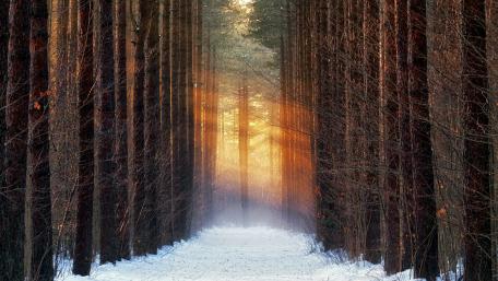 Winter path between the trees wallpaper