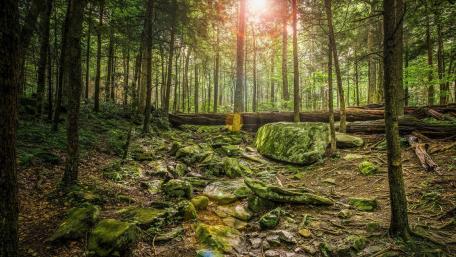 Woods and moss wallpaper