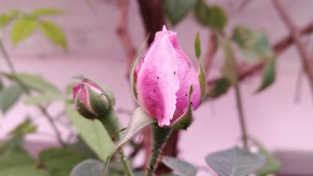 Pink Rose Bud wallpaper