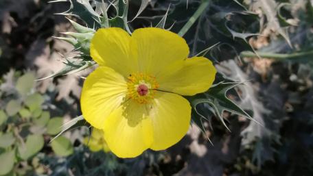 Wild Flower wallpaper