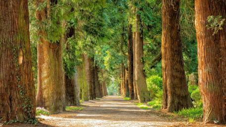 Tree lane wallpaper