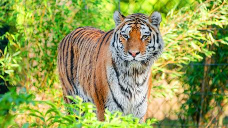 Tiger wallpaper