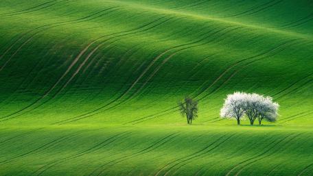 Rolling Green Hills in Springtime Landscape wallpaper