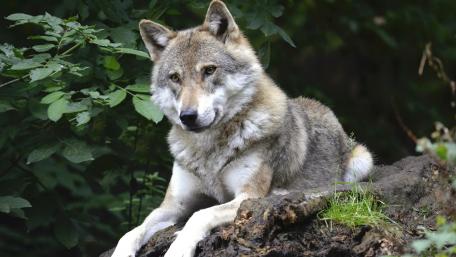 Majestic Wolf in Natural Habitat wallpaper
