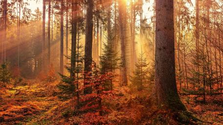 Fall forest sun rays wallpaper