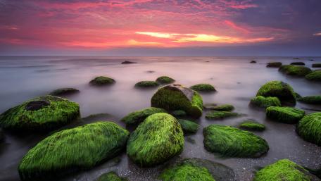 Moss on a boulder wallpaper