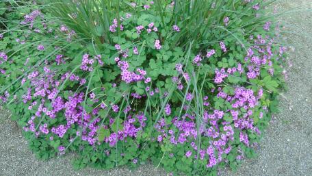 Vibrant Purple Flowering Groundcover Beauty wallpaper