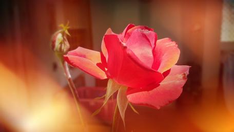 Red Rose wallpaper
