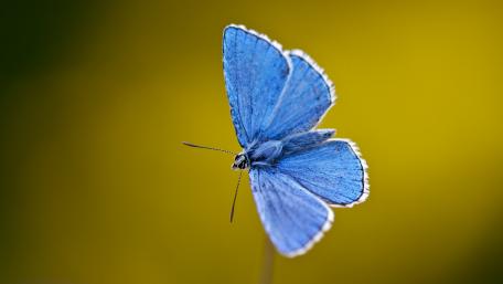 Blue butterfly wallpaper