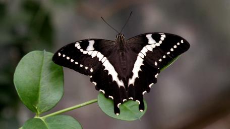 Black and white butterfly wallpaper
