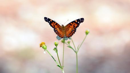 Monarch butterfly wallpaper