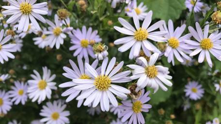 Violet Asters wallpaper