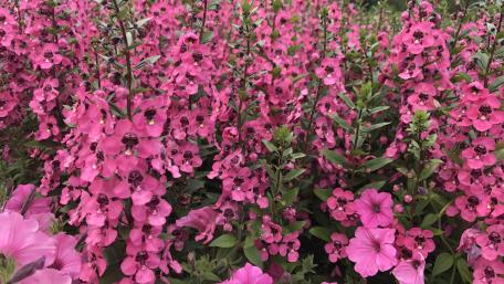 Pink - Flowers wallpaper