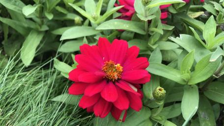Red Daisy Flower wallpaper