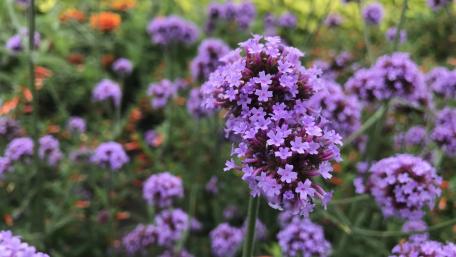 Purple Verbana Flowers wallpaper