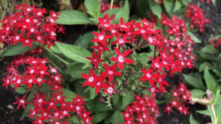 Red Star Flowers wallpaper